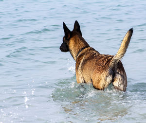 Dog looking away in sea