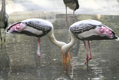 View of birds drinking water