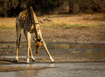 Full length of giraffe drinking water