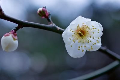 Close-up of flower growing on tree