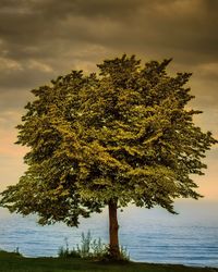 Close-up of tree against sky