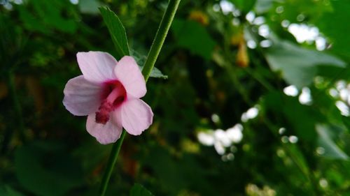 Close-up of pink flowering plant