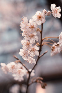 Close-up of cherry blossom, sakura