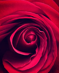 Close-up of red rose