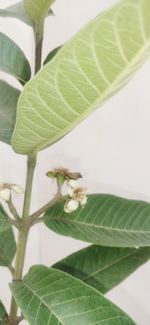 Close-up of insect on leaves