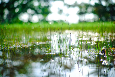 Scenic view of lake