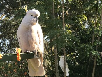 cockatoo