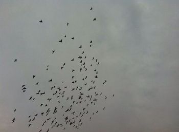 Low angle view of birds flying in sky