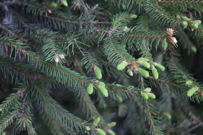 Close-up of pine tree