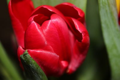 Close-up of red tulip