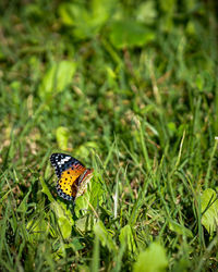 Close-up of butterfly on grass