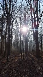 Bare trees in forest