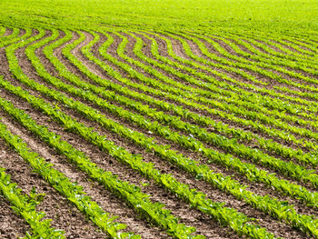 Scenic view of agricultural field