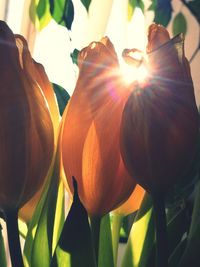 Close-up of orange tulips