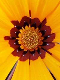 Close-up of yellow flower pollen