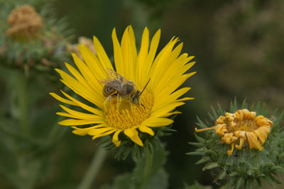 Close-up of bee on yellow flower