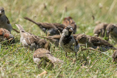 Ducks on a field