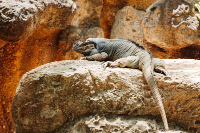 Close-up of iguana on rock