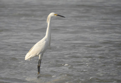 Snowy egret enjoying the beach