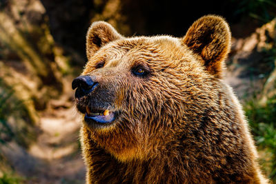 Close-up of an animal looking away