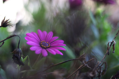 Close-up of pink flowering plants