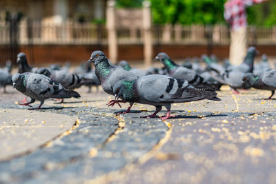 Pigeons on footpath