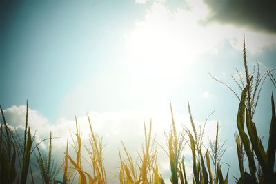 Low angle view of stalks against sky