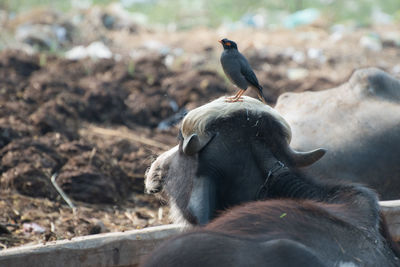 Close-up of bird perching on buffalo at farm