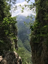 Scenic view of forest