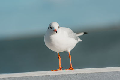 Close-up of seagull perching against clear sky