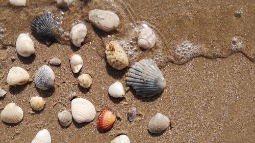 High angle view of seashells on beach