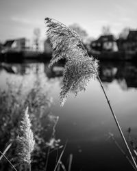 Close-up of plant against lake