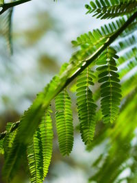 Close-up of green leaves on branch