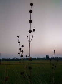 Scenic view of field against clear sky during sunset