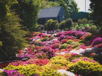 View of flowering plants in garden