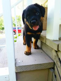 Close-up portrait of dog