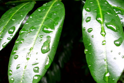 Close-up of water drops on leaf