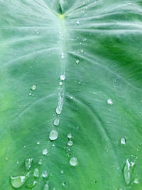 Close-up of water drops on leaves