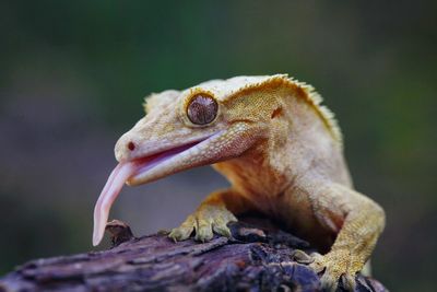 Close-up of a lizard