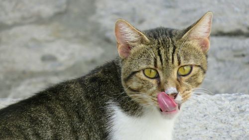 Close-up portrait of cat