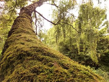 Low angle view of trees in forest