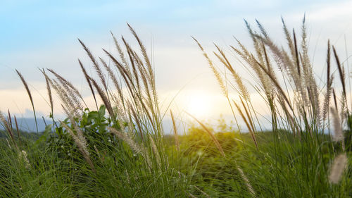 Close-up of stalks in field against sunset sky