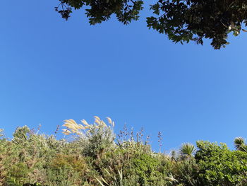 Low angle view of plants against clear blue sky