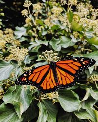 Close-up of butterfly pollinating flower