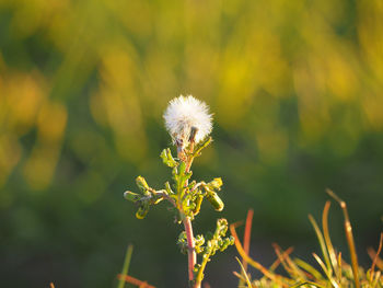 Close-up of dandelion against blurred background