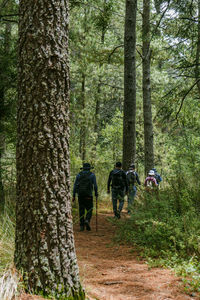 Rear view of man walking in forest