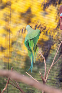 Butterfly on a plant
