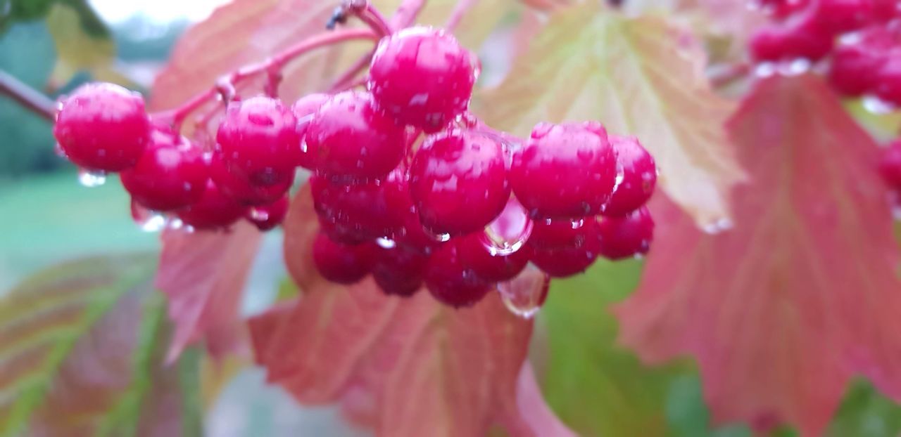 growth, freshness, close-up, plant, red, fruit, healthy eating, food and drink, food, pink color, day, beauty in nature, nature, no people, focus on foreground, flower, berry fruit, selective focus, flowering plant, fragility, ripe, purity