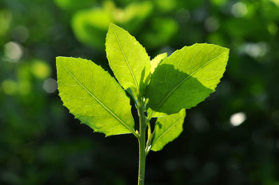 Close-up of green leaves