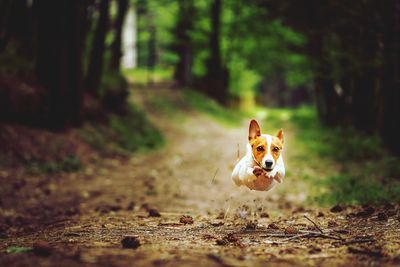 Tsunami the rocket fuel powered jack russell terrier dog flies while running